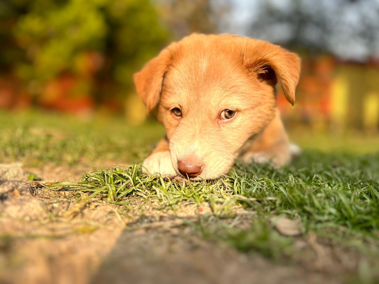 Khushi Ghar Got a New Puppy!